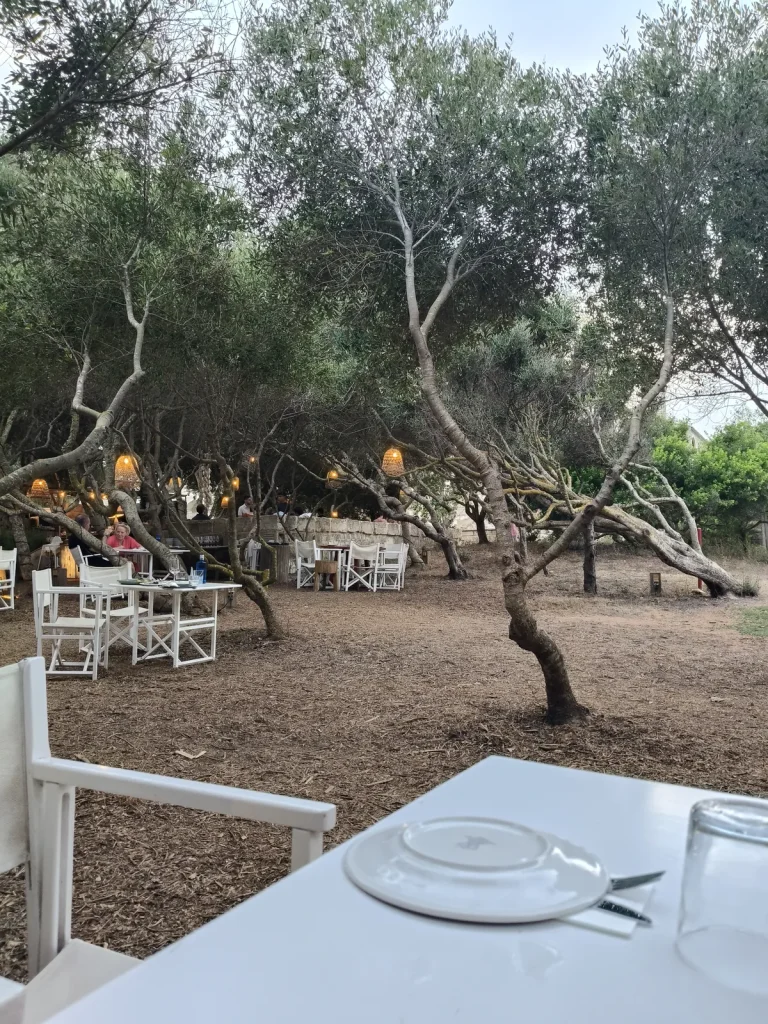 La terrasse de la Cantina sous les oliviers